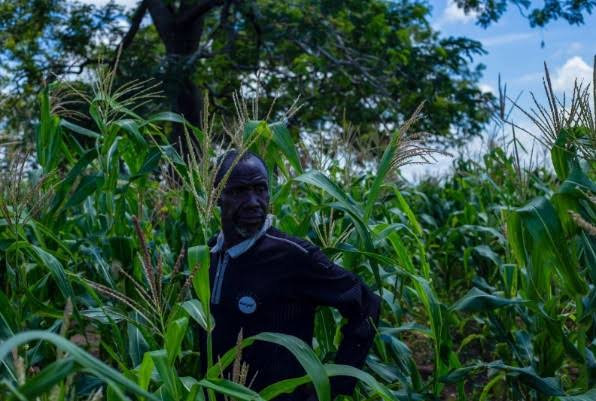 LCCI warns export curbs could hurt farmers