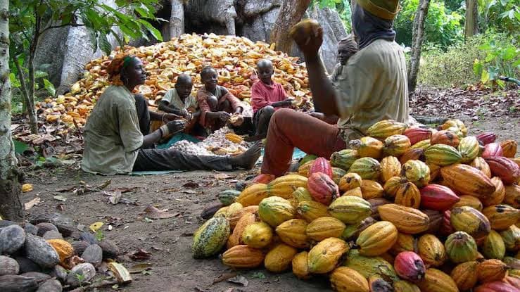 Nigeria Loses $2 Billion Yearly as Cocoa Processing Capacity Sits Idle