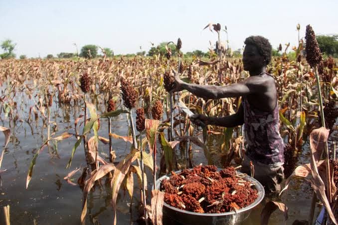 NAFDAC, agriculture ministry trade blame as unsafe food floods markets