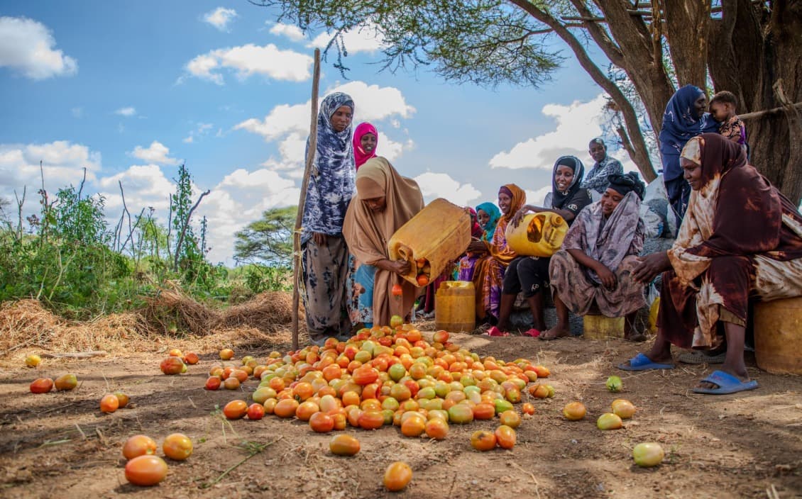 Food Security Council moves to formalise grain mopping-up framework for dry-season harvest