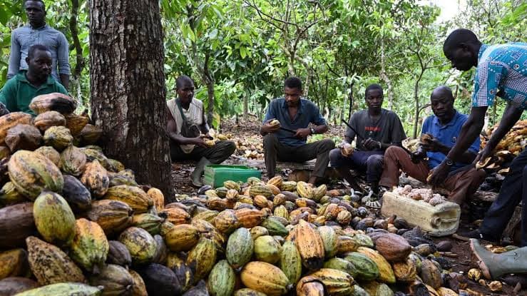 Cocoa Farmers Push Value-Chain Reforms, Warn Against Commodity Board Bill