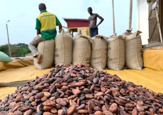 Cocoa Exports Surge 3,000% in Five Years as Weaker Naira Transforms Farm Trade