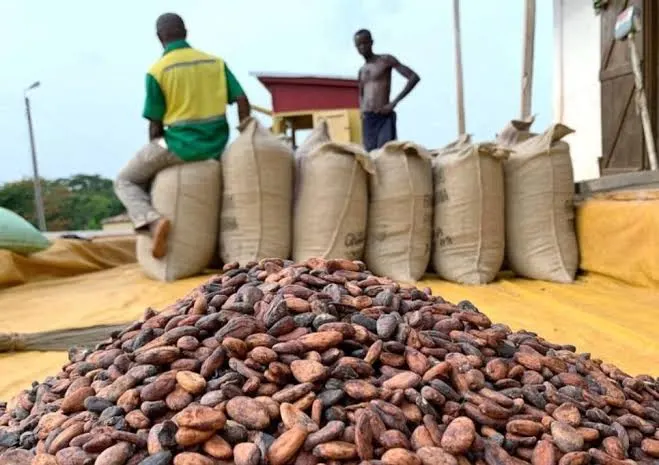 Cross River Exports Over 80,000 Metric Tons of Cocoa Annually, Association Says